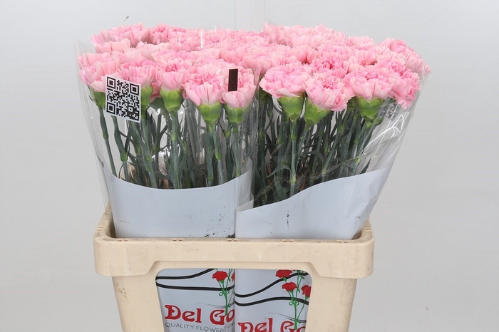 <h4>Dianthus St Faith</h4>