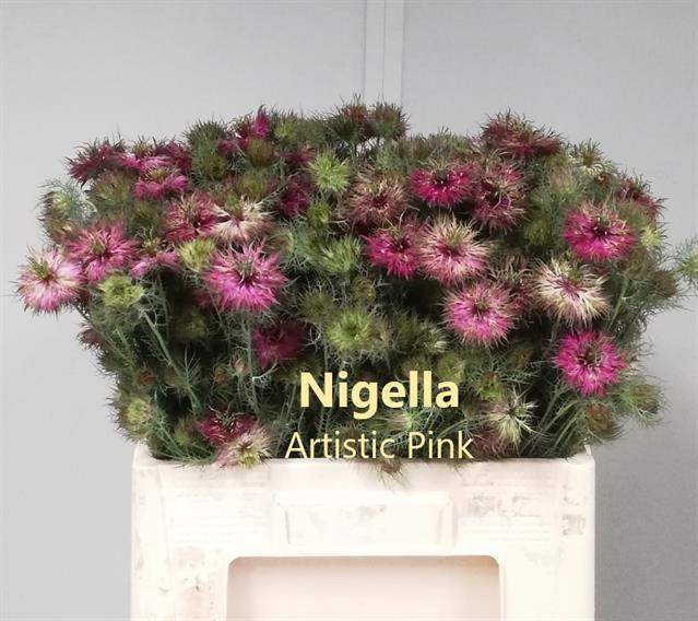 <h4>Nigella artist pink (per buch)</h4>