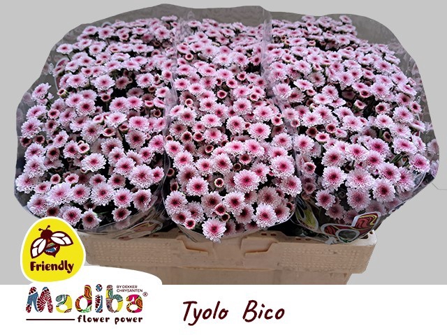 <h4>Chrys sa madiba bico tyolo</h4>