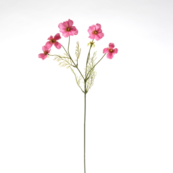 <h4>Af Cosmea X5 L67cm Roze</h4>