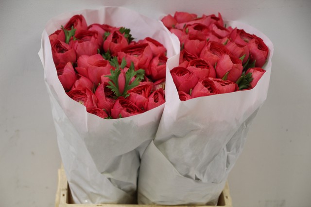 <h4>Ranunculus clooney fragolino</h4>